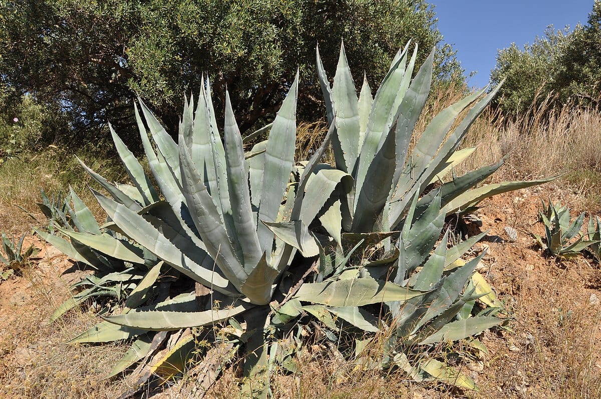 You are currently viewing Agave: Natures Best Biofuel